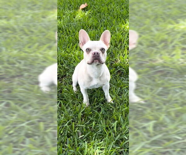 Medium Photo #4 French Bulldog Puppy For Sale in Weston, FL, USA