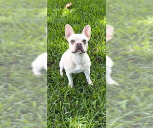 French Bulldog Dogs for adoption in Weston, FL, USA