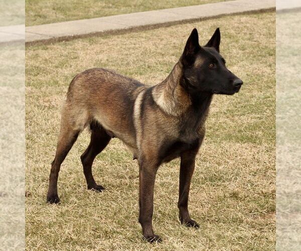 Medium Photo #1 Belgian Malinois Puppy For Sale in STRASBURG, PA, USA