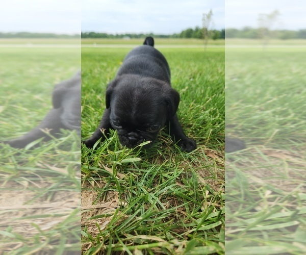 Medium Photo #8 Pug Puppy For Sale in CORY, IN, USA