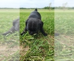Small Photo #8 Pug Puppy For Sale in CORY, IN, USA