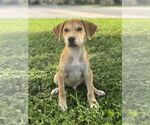 Small #1 Labrador Retriever Mix