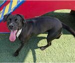 Small #5 American Pit Bull Terrier-Labrador Retriever Mix