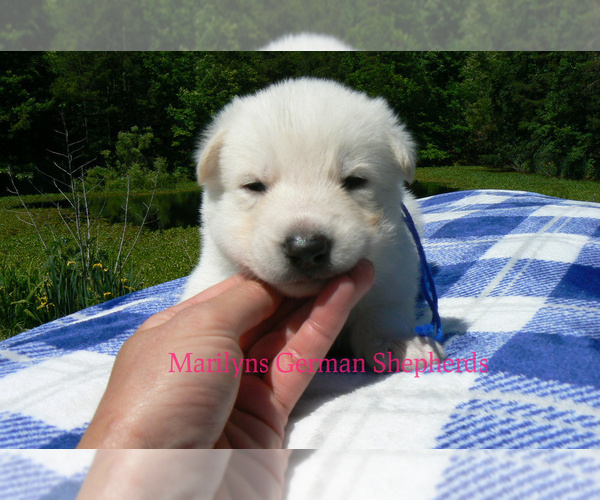 Medium Photo #1 German Shepherd Dog Puppy For Sale in PIEDMONT, MO, USA