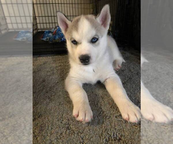 Medium Photo #1 Siberian Husky Puppy For Sale in PERRY, KS, USA