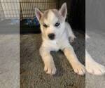 Small Photo #1 Siberian Husky Puppy For Sale in PERRY, KS, USA