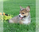 Small #4 Pembroke Welsh Corgi