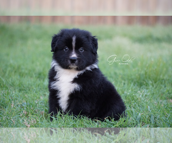 Medium Photo #1 Australian Shepherd Puppy For Sale in HOUSTON, TX, USA