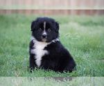 Small Photo #1 Australian Shepherd Puppy For Sale in HOUSTON, TX, USA