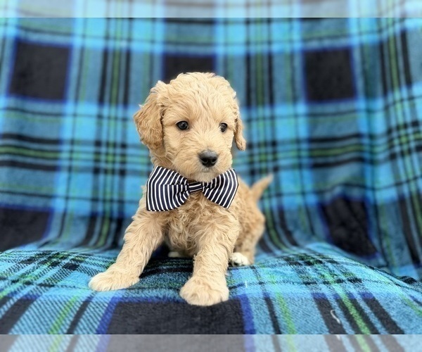 Medium Photo #7 Goldendoodle Puppy For Sale in LAKELAND, FL, USA