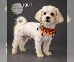 Maltese Dogs for adoption in Benton, LA, USA