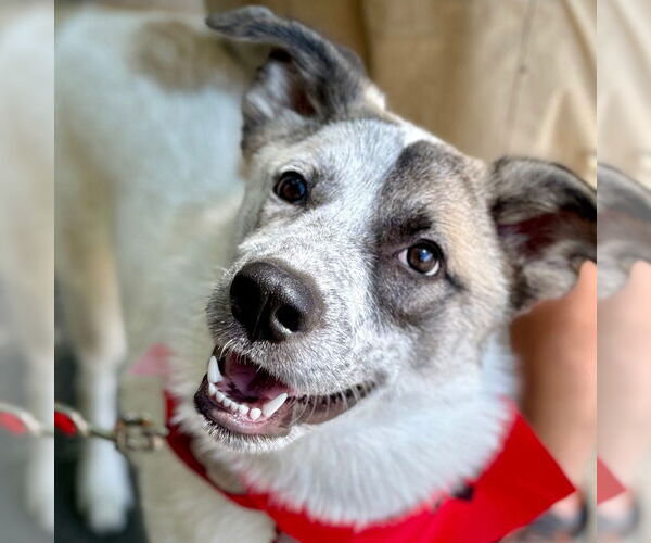 Medium Photo #12 Anatolian Shepherd-Unknown Mix Puppy For Sale in Canton, CT, USA