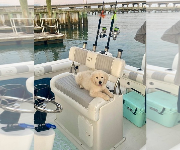 Medium Photo #1 Goldendoodle Puppy For Sale in NEWPORT, NC, USA