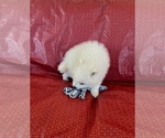 Small Photo #4 Japanese Spitz Puppy For Sale in BENICIA, CA, USA