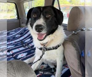 Border Collie Dogs for adoption in Santa Maria, CA, USA