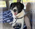 Small Border Collie