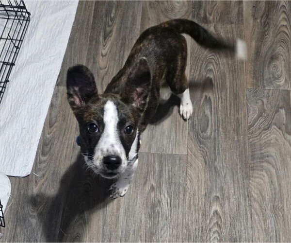 Medium Photo #3 Mountain Cur-Unknown Mix Puppy For Sale in Alexander, AR, USA