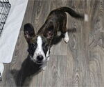 Small #2 Mountain Cur Mix