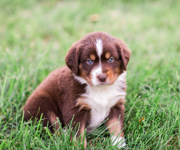 Medium Photo #2 Australian Shepherd Puppy For Sale in ARODA, VA, USA