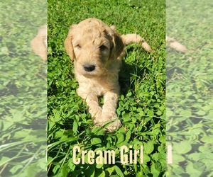 Goldendoodle Puppy for sale in ANGOLA, IN, USA