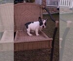Small Photo #4 French Bulldog Puppy For Sale in CAROLINA FOREST, SC, USA