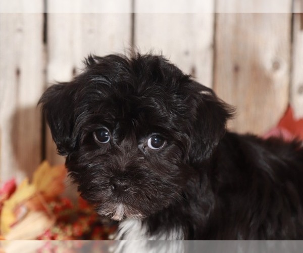 Medium Photo #3 Yo-Chon Puppy For Sale in MOUNT VERNON, OH, USA