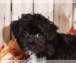 Small Photo #3 Yo-Chon Puppy For Sale in MOUNT VERNON, OH, USA