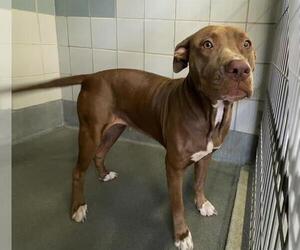 American Staffordshire Terrier-Unknown Mix Dogs for adoption in San Antonio, TX, USA