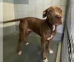 Small American Staffordshire Terrier Mix