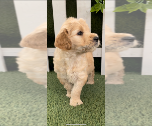 Medium Photo #9 Goldendoodle Puppy For Sale in MANTECA, CA, USA