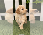 Small #8 Goldendoodle