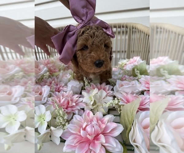 Medium Photo #5 Goldendoodle (Miniature) Puppy For Sale in OWENSBORO, KY, USA