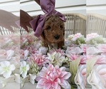Small #4 Goldendoodle (Miniature)