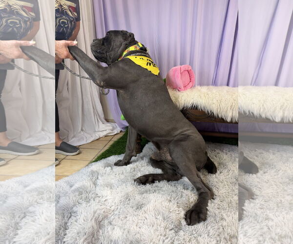 Medium Photo #4 Mutt Puppy For Sale in Goodyear, AZ, USA