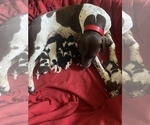 Small Photo #1 German Shorthaired Pointer Puppy For Sale in CORBIN, KY, USA
