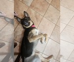 Small #1 Mutt