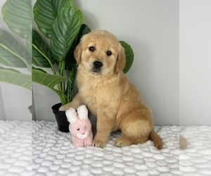 Golden Retriever Puppy for Sale in FRANKLIN, Indiana USA