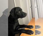 Small Mutt