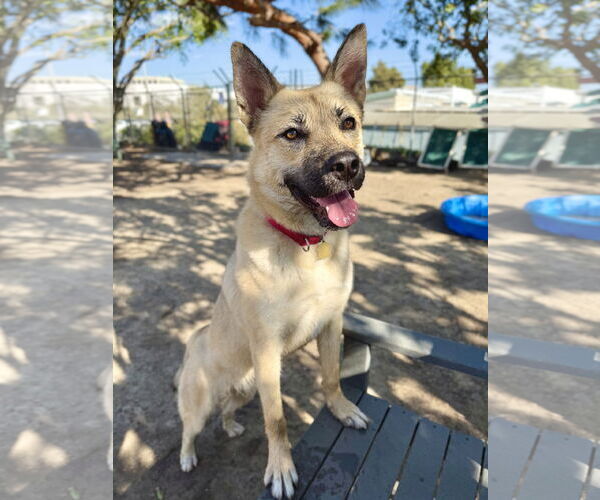 Medium Photo #1 Mutt Puppy For Sale in Seal Beach, CA, USA