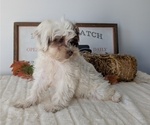 Small Photo #57 ShihPoo Puppy For Sale in GOSHEN, IN, USA
