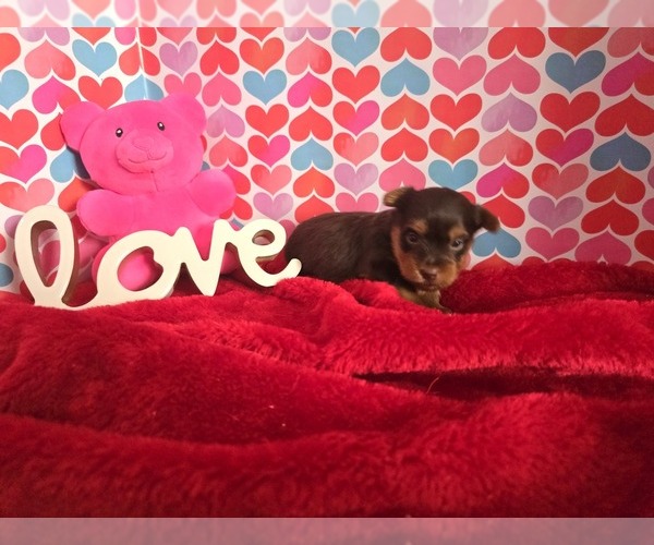 Medium Photo #2 Yorkshire Terrier Puppy For Sale in ALEXANDRIA, IN, USA