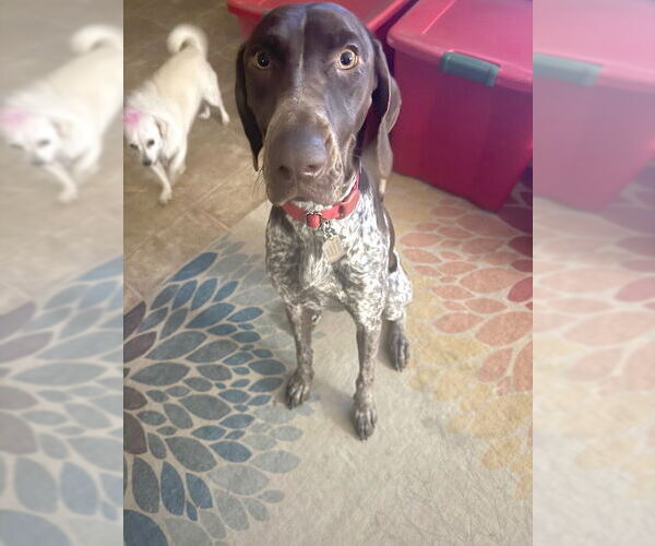 Medium Photo #2 German Shorthaired Pointer Puppy For Sale in Menlo Park, CA, USA