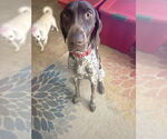 Small #1 German Shorthaired Pointer