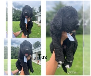Golden Mountain Doodle  Puppy for sale in ATTICA, IN, USA