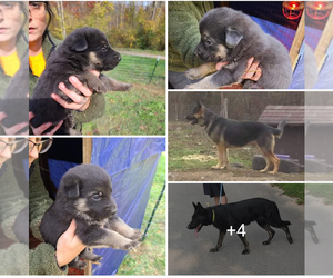 German Shepherd Dog Puppy for sale in EWING, VA, USA
