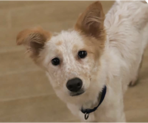 Collie-Unknown Mix Dogs for adoption in San Ramon, CA, USA