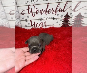 French Bulldog Puppy for sale in SANDY HOOK, KY, USA