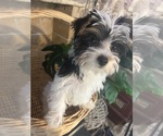 Image preview for Ad Listing. Nickname: Pinta