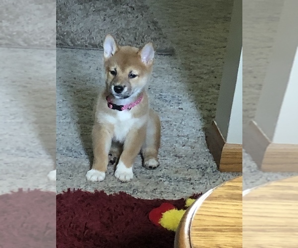 Medium Photo #3 Shiba Inu Puppy For Sale in NEW ULM, MN, USA