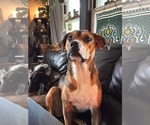 Small Mutt